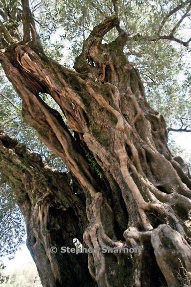 monumental olive 1 graphic