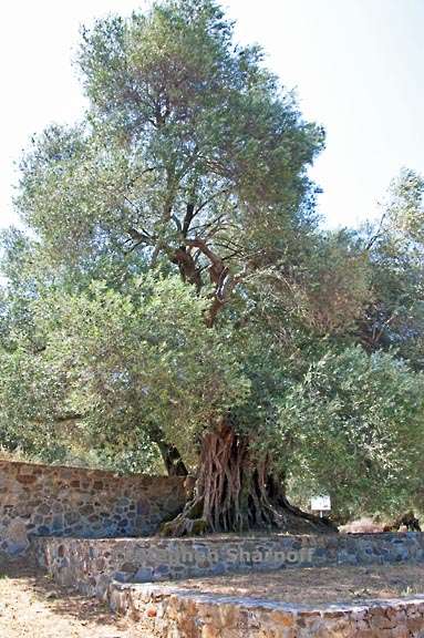 monumental olive 5 graphic