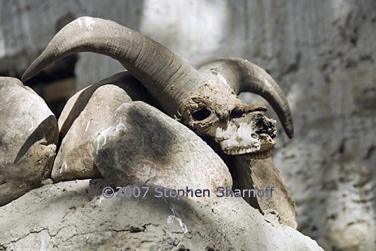 animal skull offering graphic