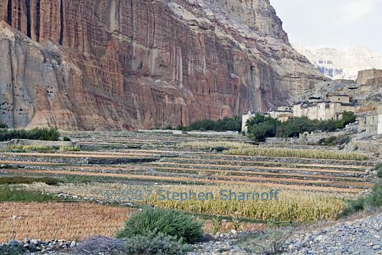 chusang fields graphic