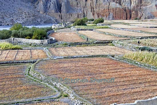 chusang fields 2 graphic