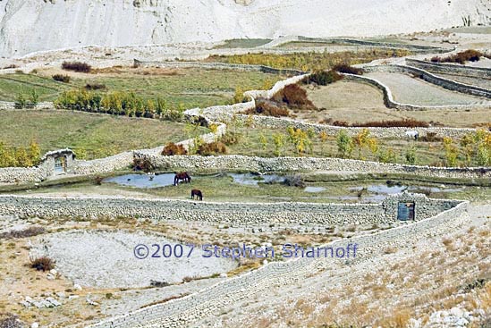 fields charang graphic