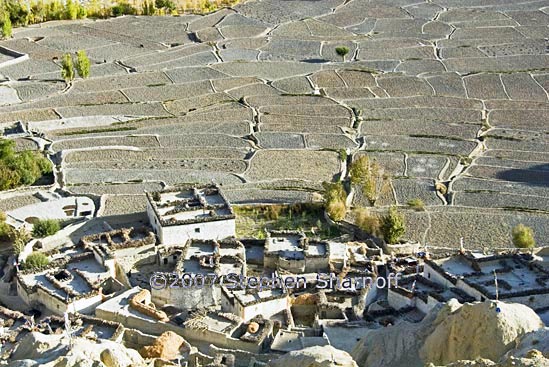 fields dhi gaon 4 graphic