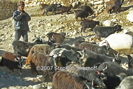 goats charang graphic