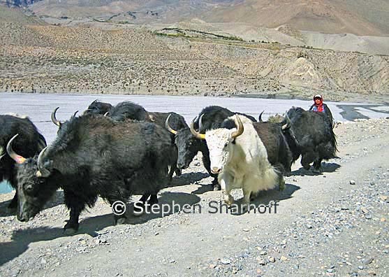 yaks kali gandaki 2 graphic