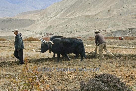 plowing oxen graphic