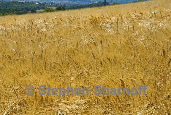 grainfield 2 graphic