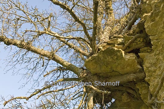 hanging tree graphic