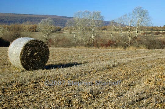 hay bale graphic