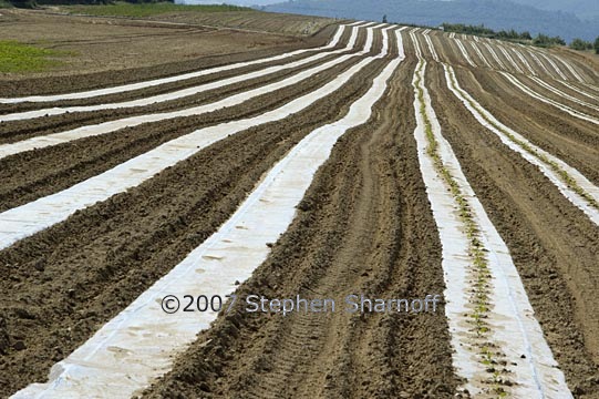 newly planted field graphic