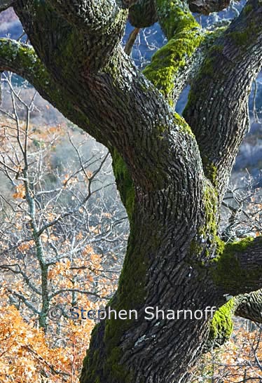 oak trunk graphic