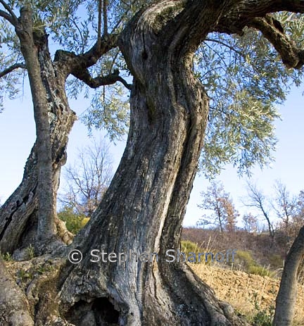 olive orchard 5 graphic