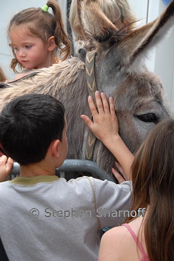 petting donkey graphic