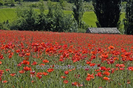 poppy field graphic