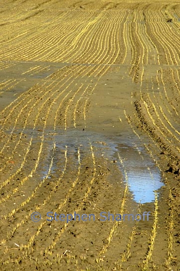 wet field graphic