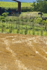 field barn horse thumbnail graphic