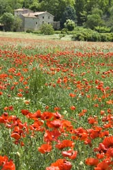 poppies thumbnail graphic