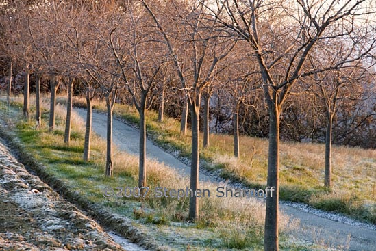 trees winter graphic