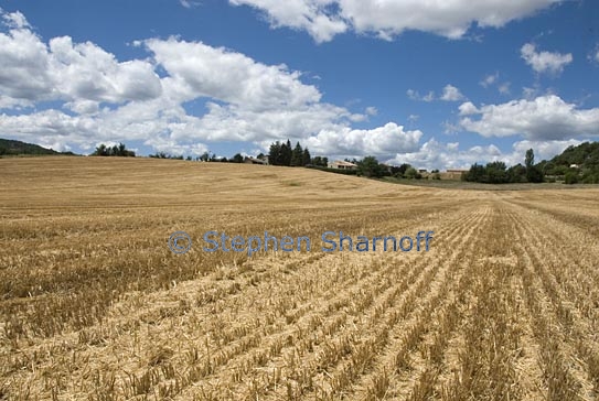 wheatfield graphic